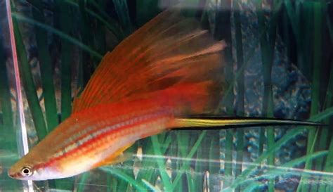 Green Swordtail or Common Swordtail (Xiphophorus helleri) | Tropical ...