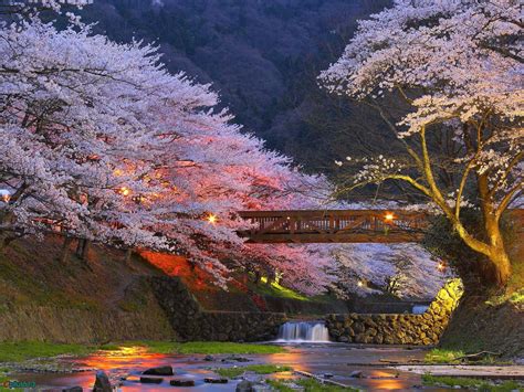 Kyoto Cherry Blossom Desktop Wallpapers - Top Free Kyoto Cherry Blossom ...