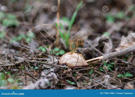 The Fungus Secretes Spores in the Air for Reproduction in the Forest ...