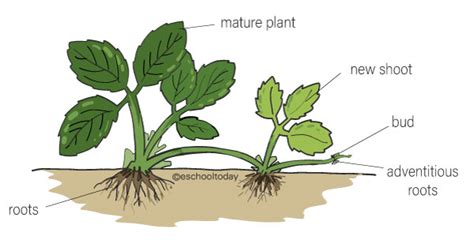 What is a stem runner or stolon in asexual reproduction?