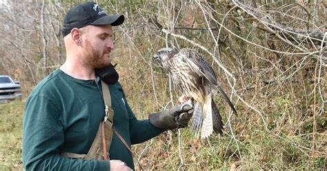 Duck Hunting with a Gyrfalcon | Virginia DWR