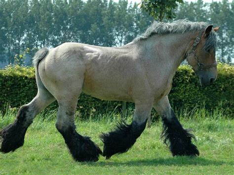 Dutch Draft Horse Info, Origin, History, Pictures