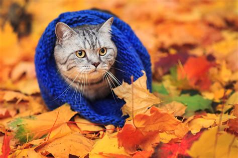 Fotos Katze Blatt Natur Herbst Tiere 1920x1280