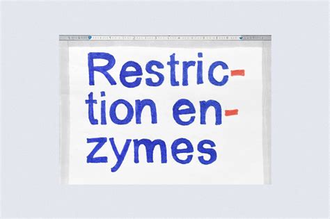 Restriction Enzymes: Overview & Application