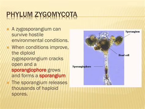 PPT - Kingdom Fungi PowerPoint Presentation, free download - ID:2034565