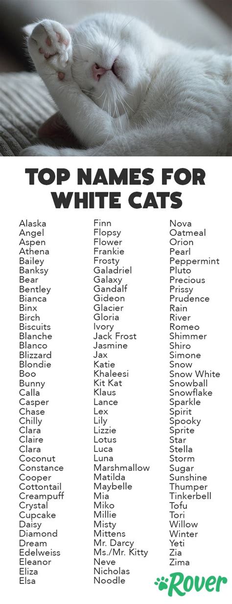 115 Best White Cat Names | Cute cat names, White cats, Kitten names