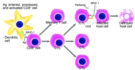 Elimination of virus-infected cell by the Cytotoxic T-Lymphocyte (CTL ...