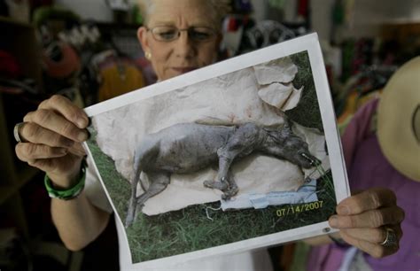 Chupacabra sightings in Texas backyards are result of crossbreeding ...