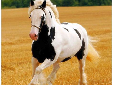 Free Horse Wallpaper and Screensavers - WallpaperSafari