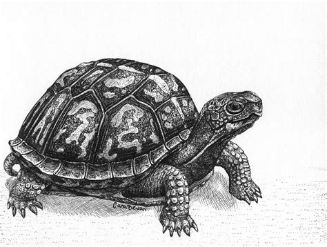 Realistic Turtle Drawing at PaintingValley.com | Explore collection of ...