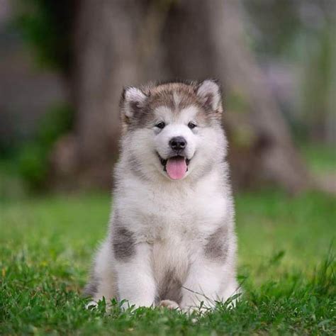 Alaskan Malamute Colors: A Complete List Of All Coat Colors | Puppies Club