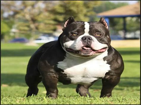 5 Popular American Bully Breeders That Everyone Should Know