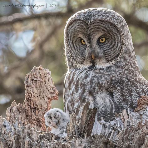 Great Grey Owl mom and her new baby 🦉 _ _ Nikon D850 • Nikon 500 F4 ...