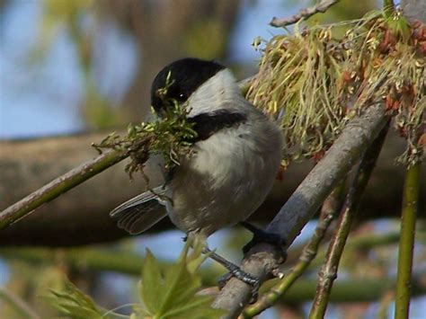 Chickadee Nesting | Chickadee, Nest, Birds