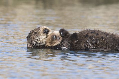 File:Sea-otter-bay 11.jpg - Wikipedia