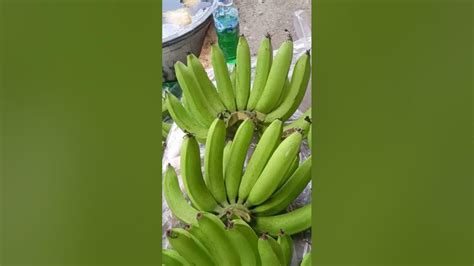 Pembersihan Pisang Cavendish Sebelum Ripening #viral #banana #ripening ...