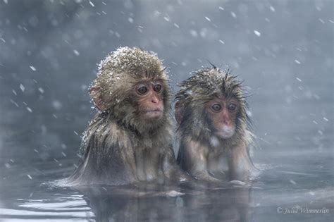 15 Reasons You Should Go Visit the Japanese Snow Monkeys - 500px