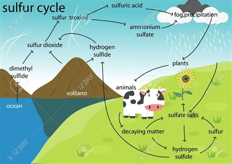 Sulfur Cycle Diagram | Quizlet