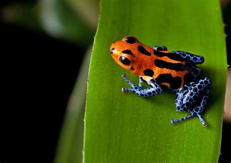 Poison Dart Frog Care: The Complete Guide - Reptile Advisor