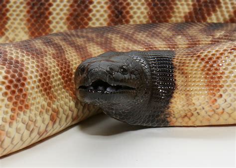 Black-Headed Pythons & Their Unusal Sunbathing Technique | Featured ...