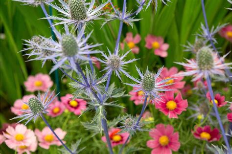 Pin on Cosmos flowers garden