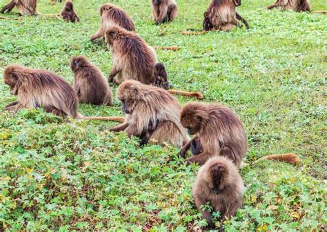 Baboon Behavior - AnimalBehaviorCorner