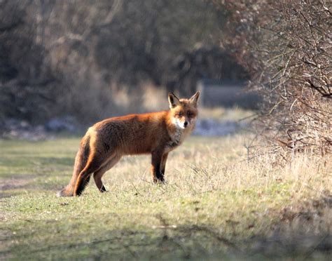 Vos - Fox | ellab3 | Flickr