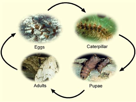 Gypsy Moth Supression Program