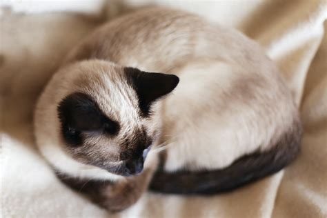 Free stock photo of black ears, cat, siamese cat