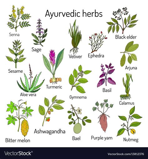 Indian ayurvedic herbs plants list with pictures and names – Artofit