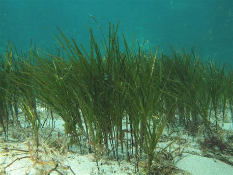 Seagrass Awareness Month