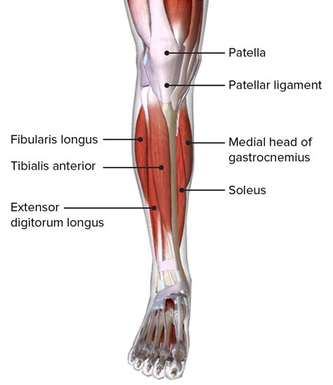 Leg Muscle Names Diagram