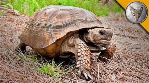 Everything You Need to Know about Gopher Tortoises