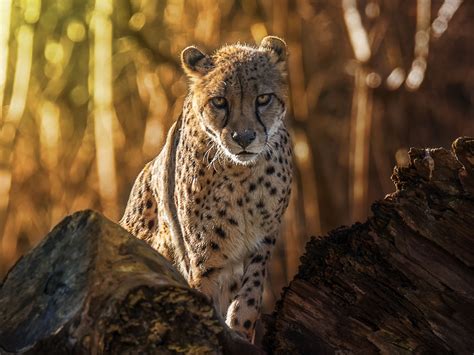 8 Fast Facts About Cheetahs