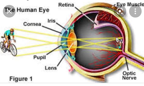 Human Eye Function of Retina .jpg - Science - Notes - Teachmint