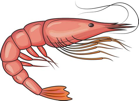 Shrimp Clipart - Png Download - Full Size Clipart (#5352374) - PinClipart