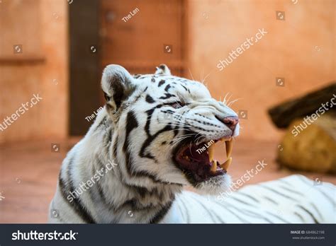 White Bengal Tiger Roaring Stock Photo 684862198 | Shutterstock