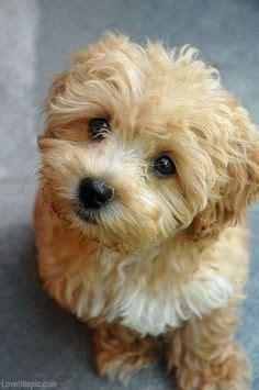 8 Pics Light Brown Toy Poodle Puppies And Description - Alqu Blog