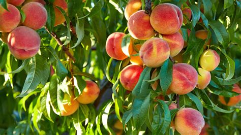 How to grow a peach tree from a pit: expert tips | Gardeningetc