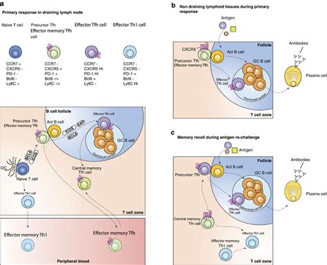 The differentiation and function of memory Tfh cells. (a) Primary ...