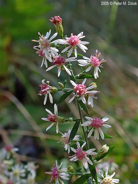 Symphyotrichum lateriflorum (Calico Aster): Minnesota Wildflowers