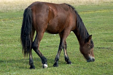 Recurrent Colic in Horses - Symptoms, Causes, Diagnosis, Treatment ...