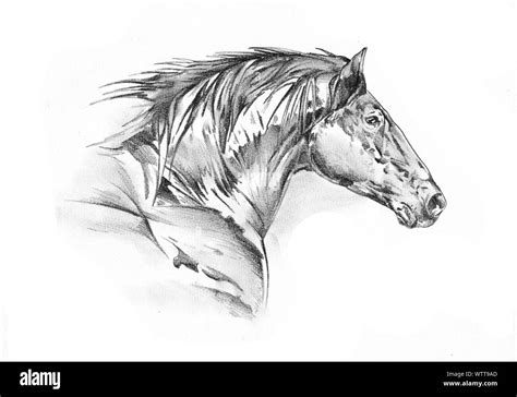 freehand horse head pencil drawing Stock Photo - Alamy