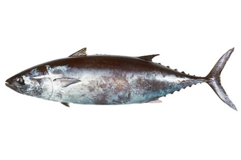 Slender tuna - Alchetron, The Free Social Encyclopedia