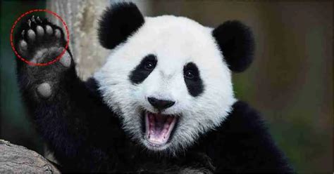 Do Giant Pandas Have Claws? (5 Things You Need To Know!)