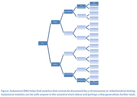 Dr D Digs Up Ancestors: Autosomal DNA Testing, DNA Part 5