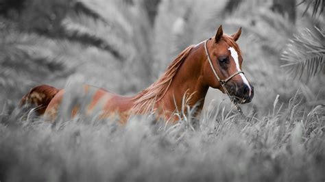 Horse Wallpapers Hd