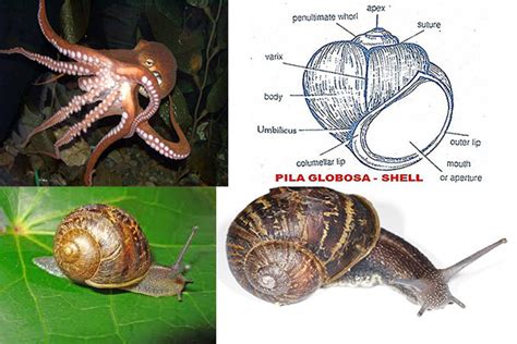 Mollusca Examples