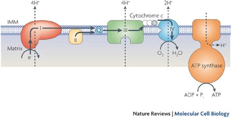 World of Biochemistry (blog about biochemistry): Cellular respiration ...