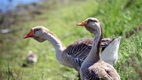 What Are the Different Types of Geese? | Sciencing